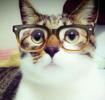 Szemüveges macska