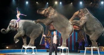 Cirkuszi előadás eleféntokkal