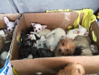 Mentett kutyák egy dobozban