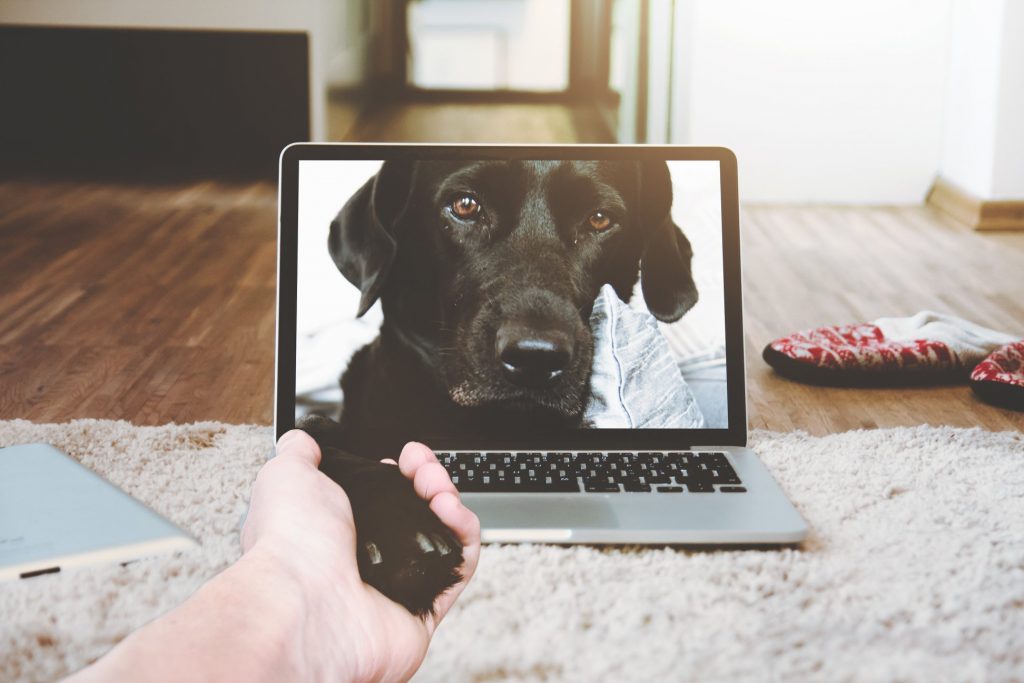 laptop képernyőjén egy kutya képe