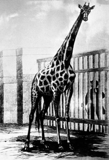 Zsiráf régi állatkertben, fekete-fehér fotó