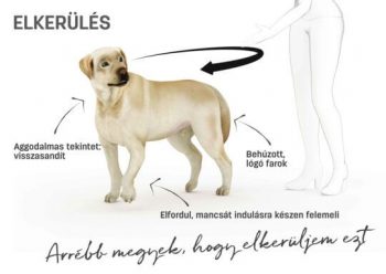 Rajzolt kép és magyarázat a kutya testbeszédéhez