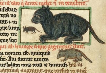 Részlet egy középkori könyvből, macska rajzával
