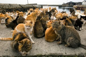 Macskák a japán "macska-szigeten"